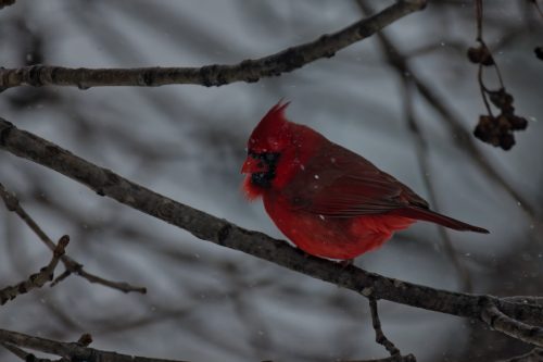 Z5E_5153_Nik-DeNoiseAI-severe-noise_Nik_DxO