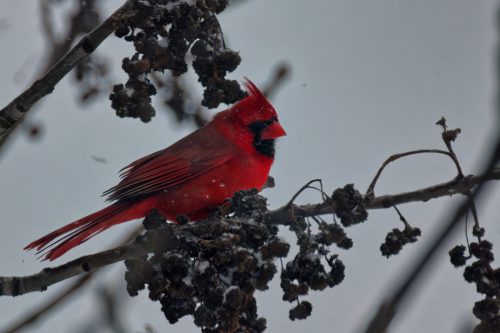 Z5E_5155_Nik-DeNoiseAI-severe-noise_Nik_DxO