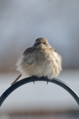 Z5E_5161_Nik-DeNoiseAI-standard_Nik_DxO