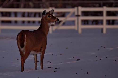 Z5E_5182_Nik-DeNoiseAI-low-light_Nik_DxO