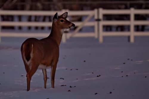 Z5E_5182_Nik-DeNoiseAI-low-light_Nik_DxO