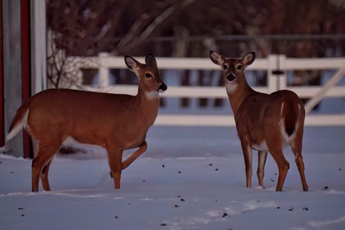 Z5E_5185_Nik-DeNoiseAI-low-light_Nik_DxO