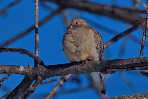 Z5E_5208_Nik-DeNoiseAI-low-light_Nik_DxO