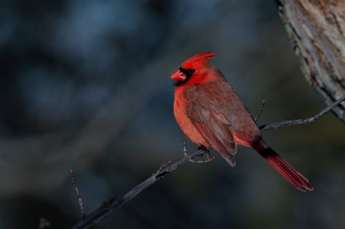 Z5E_5218_Nik-DeNoiseAI-low-light_Nik_DxO