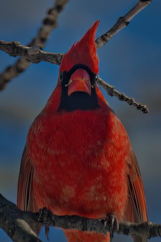 Z5E_5219_Nik-DeNoiseAI-low-light_Nik_DxO