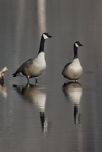 Candian Reflections