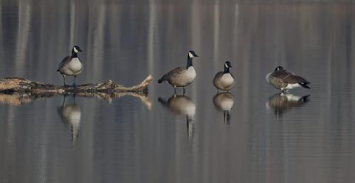 Candian Reflections