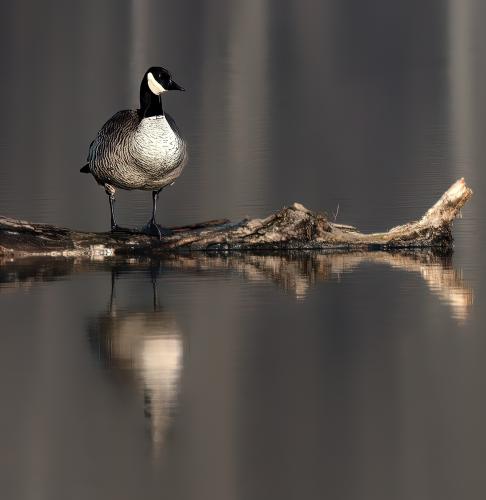 Candian Reflections