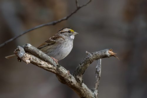 Z5E_6342_Nik-topaz-denoise-sharpen-upscale-3.6x_DxO