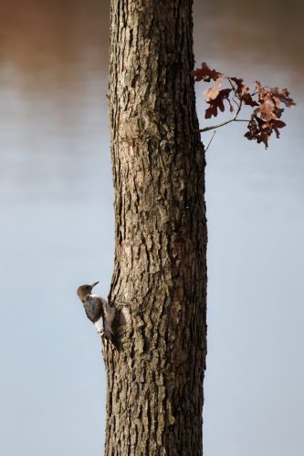 Z5E_6378_Nik-topaz-denoise-sharpen-upscale-2.2x_Nik_DxO