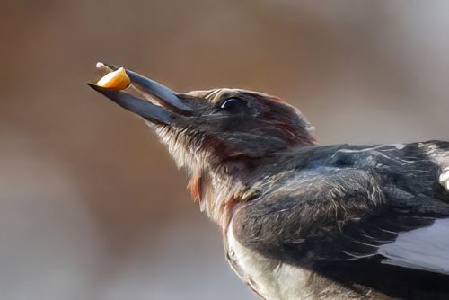 Z5E_6396_Nik-topaz-denoise-sharpen-remove-upscale-4x_Nik_DxO