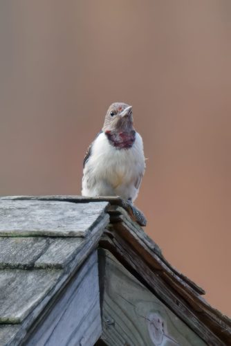 Z5E_6414_Nik-topaz-denoise-sharpen-upscale-4x_DxO