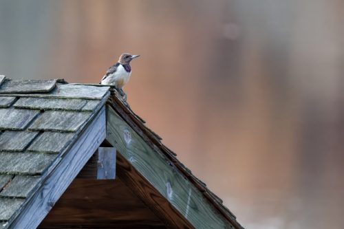 Z5E_6427_Nik-topaz-denoise-sharpen-upscale-1.9x_Nik_DxO