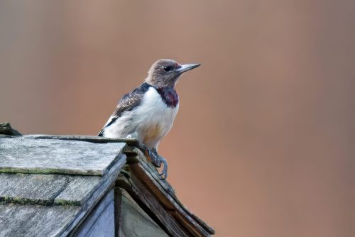 Z5E_6427_Nik-topaz-denoise-sharpen-upscale-4x_Nik_DxO