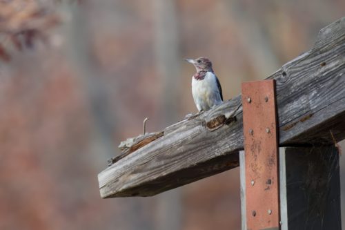 Z5E_6430_Nik-topaz-denoise-sharpen-upscale-2.3x_DxO