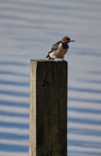 Z5E_6457_Nik-topaz-denoise-sharpen-upscale-4x_Nik_DxO