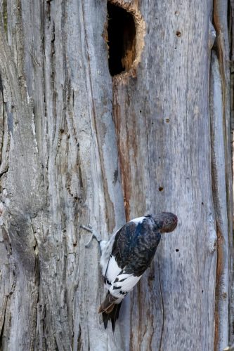 Z5E_6464_Nik-topaz-denoise-sharpen-upscale-2x_Nik_DxO