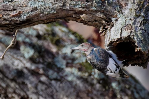 Z5E_6471_Nik-topaz-denoise-sharpen-text-upscale-3.8x_Nik_DxO