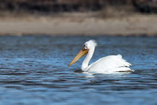 Dam Pelican