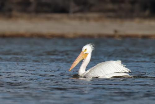 Dam Pelican