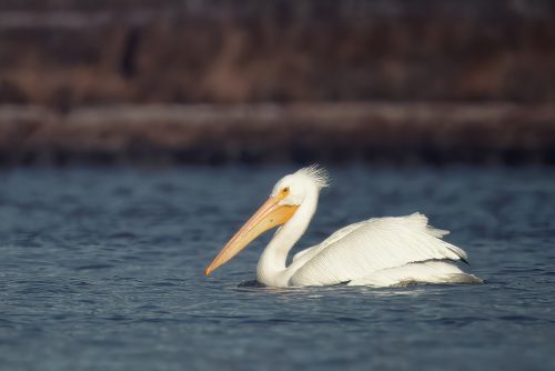 Dam Pelican
