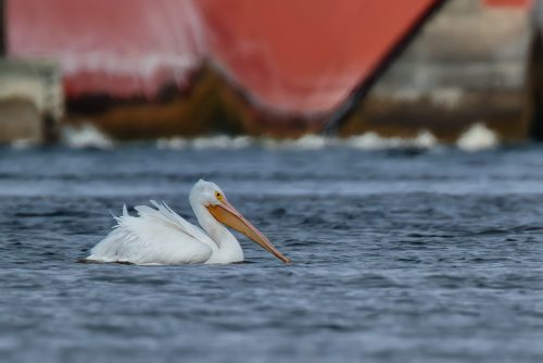 Dam Pelican