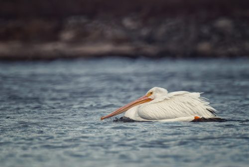 Dam Pelican