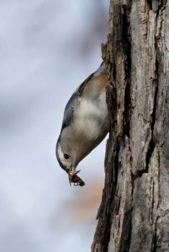 Z5E_6508_Nik-topaz-denoise-sharpen-upscale-4x_Nik_DxO