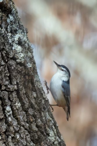 Z5E_6525_Nik-topaz-denoise-sharpen-color-upscale-4x_Nik_DxO