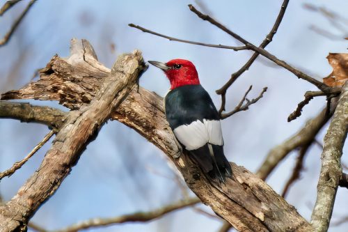 Z5E_6540_Nik-topaz-denoise-sharpen-upscale-4x_Nik_DxO