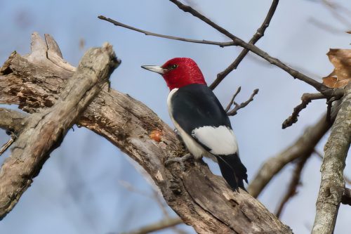 Z5E_6543_Nik-topaz-denoise-sharpen-upscale-4x_DxO