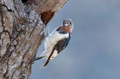 Z5E_6582_Nik-topaz-denoise-sharpen-upscale-4x_Nik_DxO