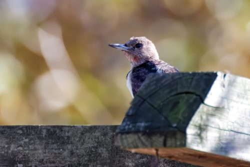 Z5E_6589_Nik-topaz-denoise-sharpen-upscale-3.2x_Nik_DxO