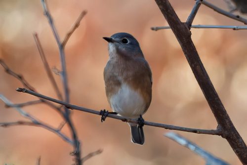 Z5E_6610_Nik-topaz-denoise-sharpen-upscale-4x_Nik_DxO