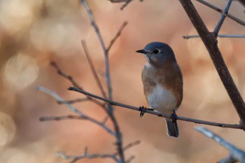 Z5E_6611_Nik-topaz-denoise-sharpen-upscale-4x_Nik_DxO