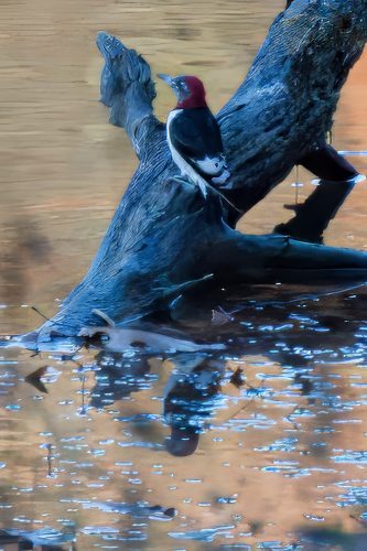 Z5E_6629_Nik-topaz-denoise-sharpen-upscale-4x_Nik_DxO