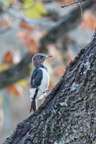 Z5E_6642_Nik-topaz-denoise-sharpen-upscale-4x_Nik_DxO