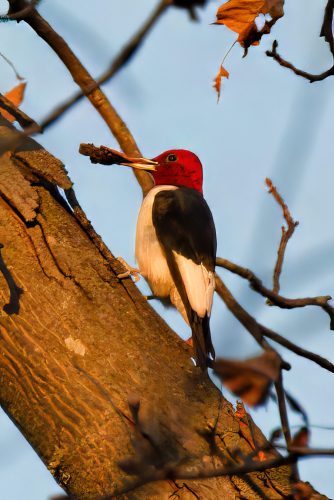 Z5E_6650_Nik-topaz-denoise-sharpen-upscale-4x_Nik_DxO