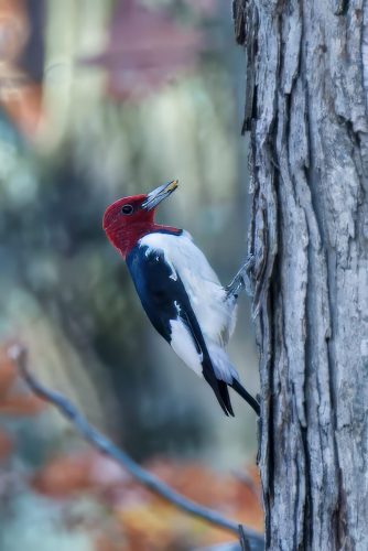 Z5E_6681_Nik-topaz-denoise-sharpen-upscale-4x_Nik_DxO