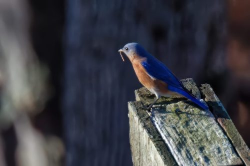 Z5E_6732_Nik-topaz-denoise-sharpen-upscale-4x_Nik_DxO