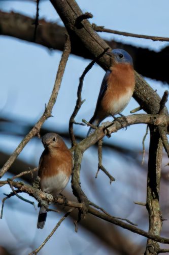 Z5E_6781_Nik-topaz-denoise-sharpen-upscale-4x_Nik_DxO