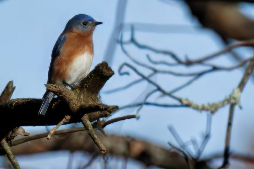 Z5E_6782_Nik-topaz-denoise-sharpen-upscale-4x_Nik_DxO