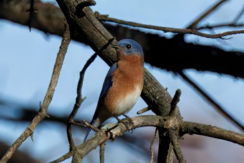 Z5E_6792_Nik-topaz-denoise-sharpen-upscale-4x_Nik_DxO