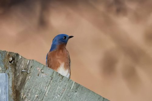 Z5E_6796_Nik-topaz-denoise-sharpen-upscale-4x_Nik_DxO