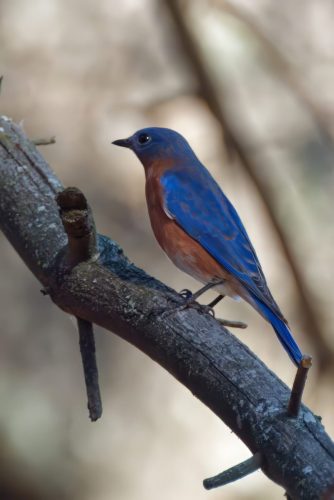 Z5E_6884_Nik-topaz-denoise-sharpen-upscale-3.3x_Nik_DxO