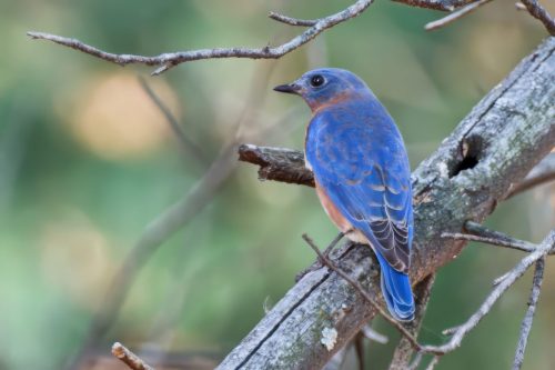 Z5E_6898_Nik-topaz-denoise-sharpen-upscale-4x_Nik_DxO