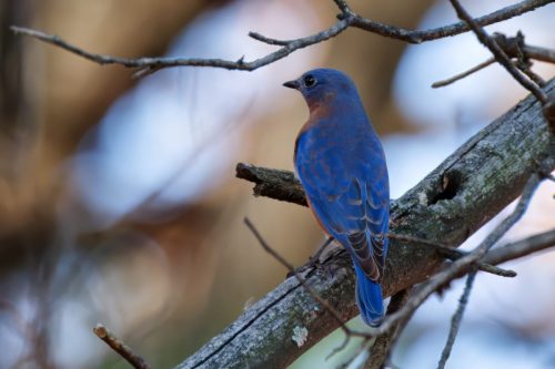 Z5E_6908_Nik-topaz-denoise-sharpen-upscale-2.7x_Nik_DxO