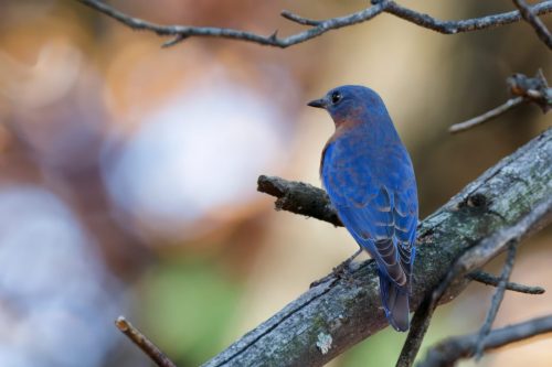 Z5E_6920_Nik-topaz-denoise-sharpen-remove-upscale-2.2x_Nik_DxO