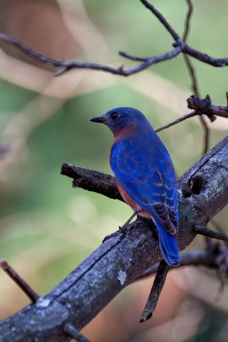 Z5E_6930_Nik-topaz-denoise-upscale-2.4x_Nik_DxO