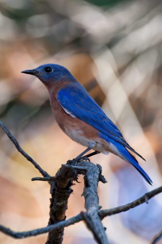 Z5E_6936_Nik-topaz-denoise-sharpen-remove-upscale-2.7x_Nik_DxO